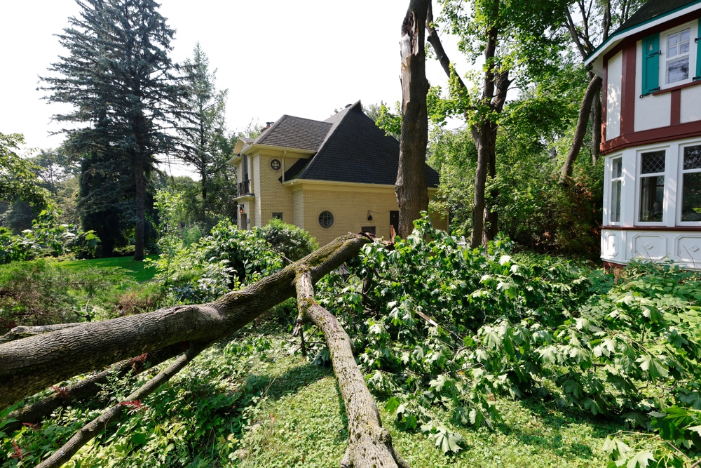 The,branch,of,a,broken,tree,after,the,storm,on