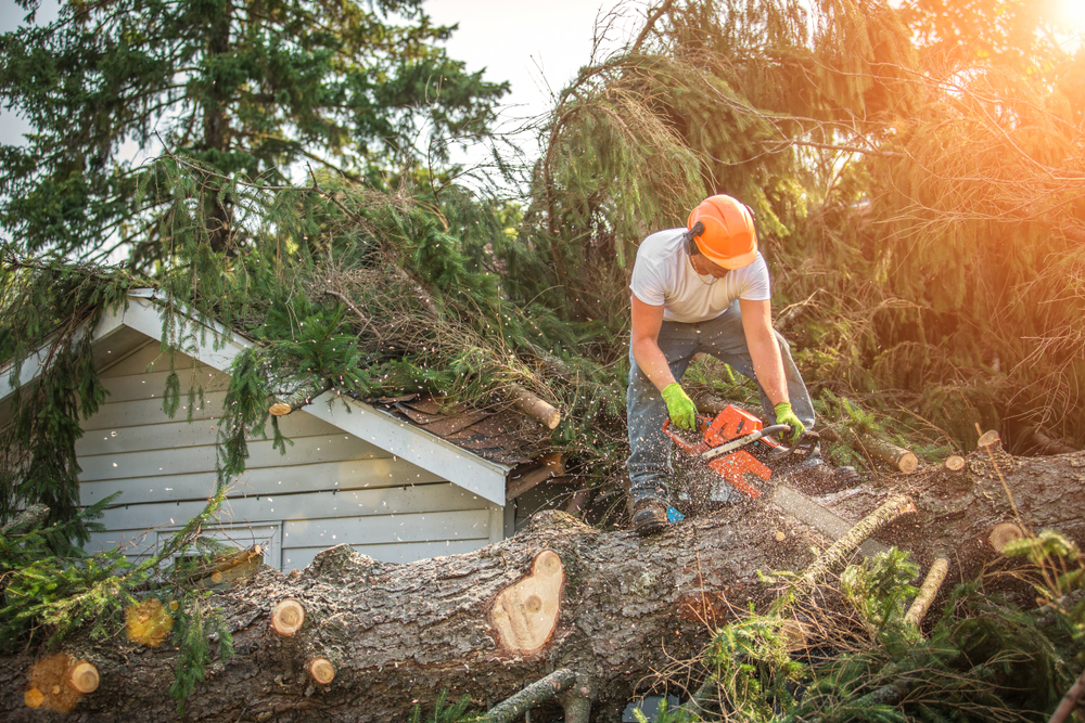 Lumberjack,cutting,tree.,man,cutting,trees,using,an,electrical,chainsaw.
