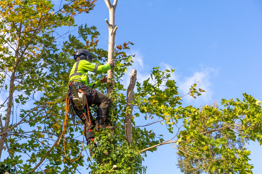 Professional,arborist,in,safety,gear,climbs,a,maple,tree,with