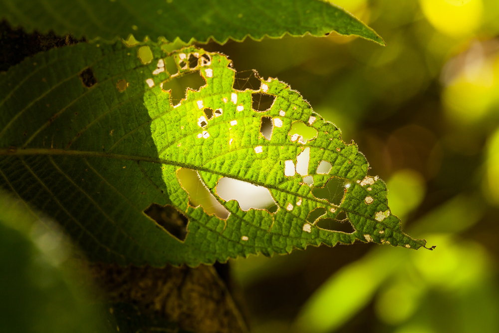 Damage,leaf,in,the,tropical,forest