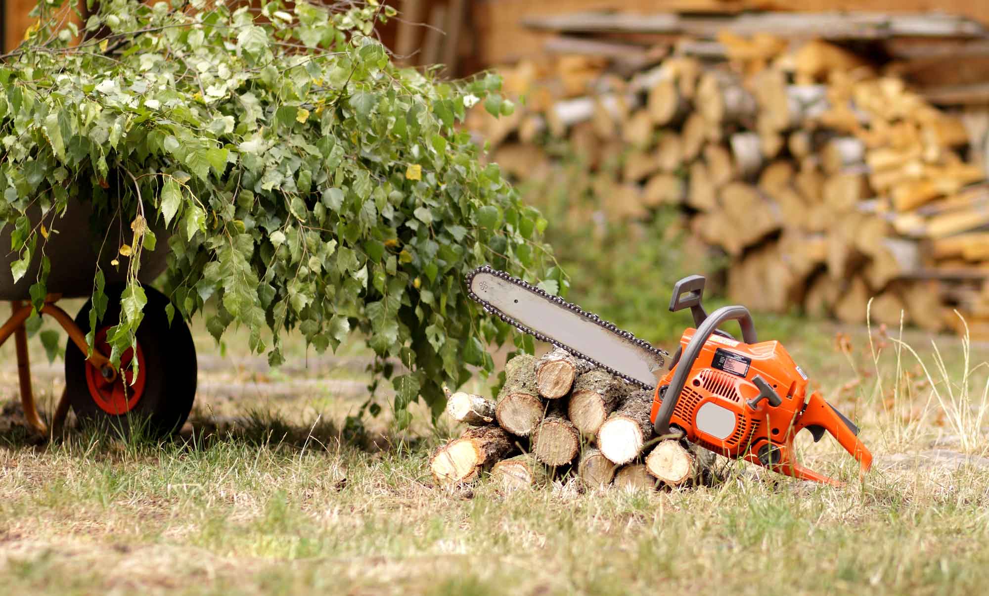 Tree Care in Greeley, CO