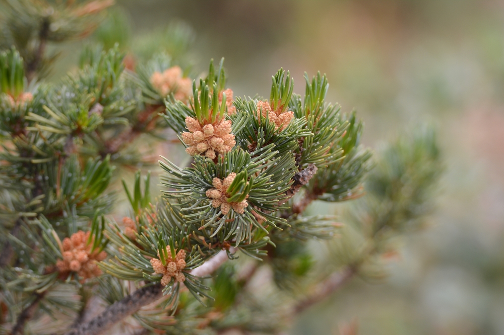 Young,ponderosa,pine,(pinus,ponderosa),pine,cones,on,an,evergreen