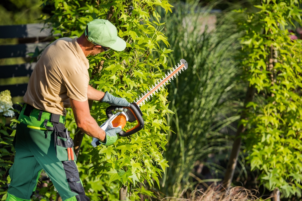 Tree Care in Bellvue, CO