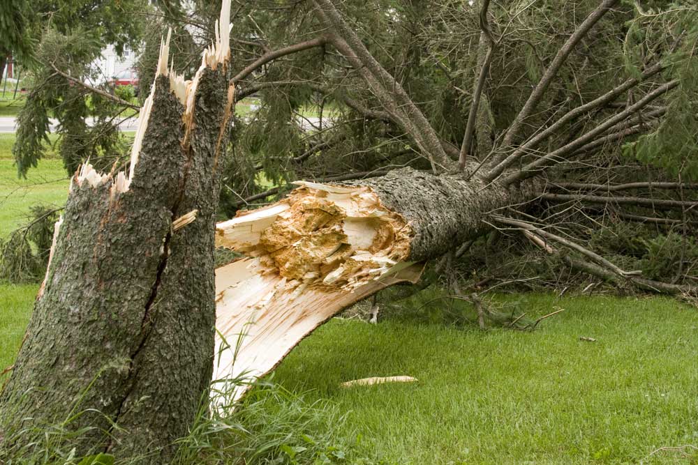 Storm Damage Cleanup