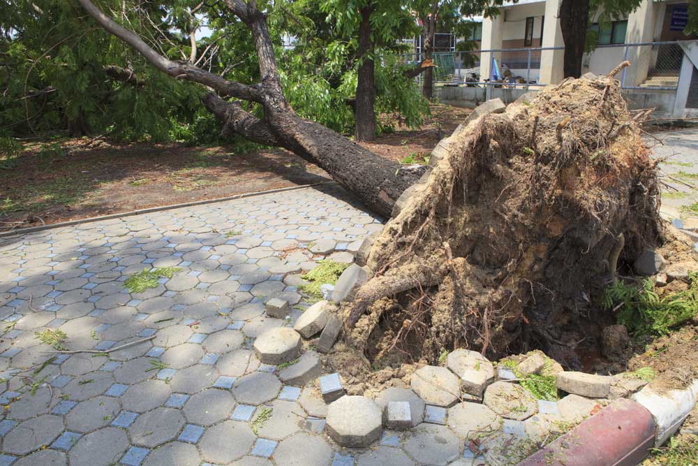 Tree Over Tiles